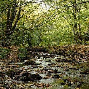 The Little Stream Sings